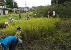 里山へGO 稲刈り