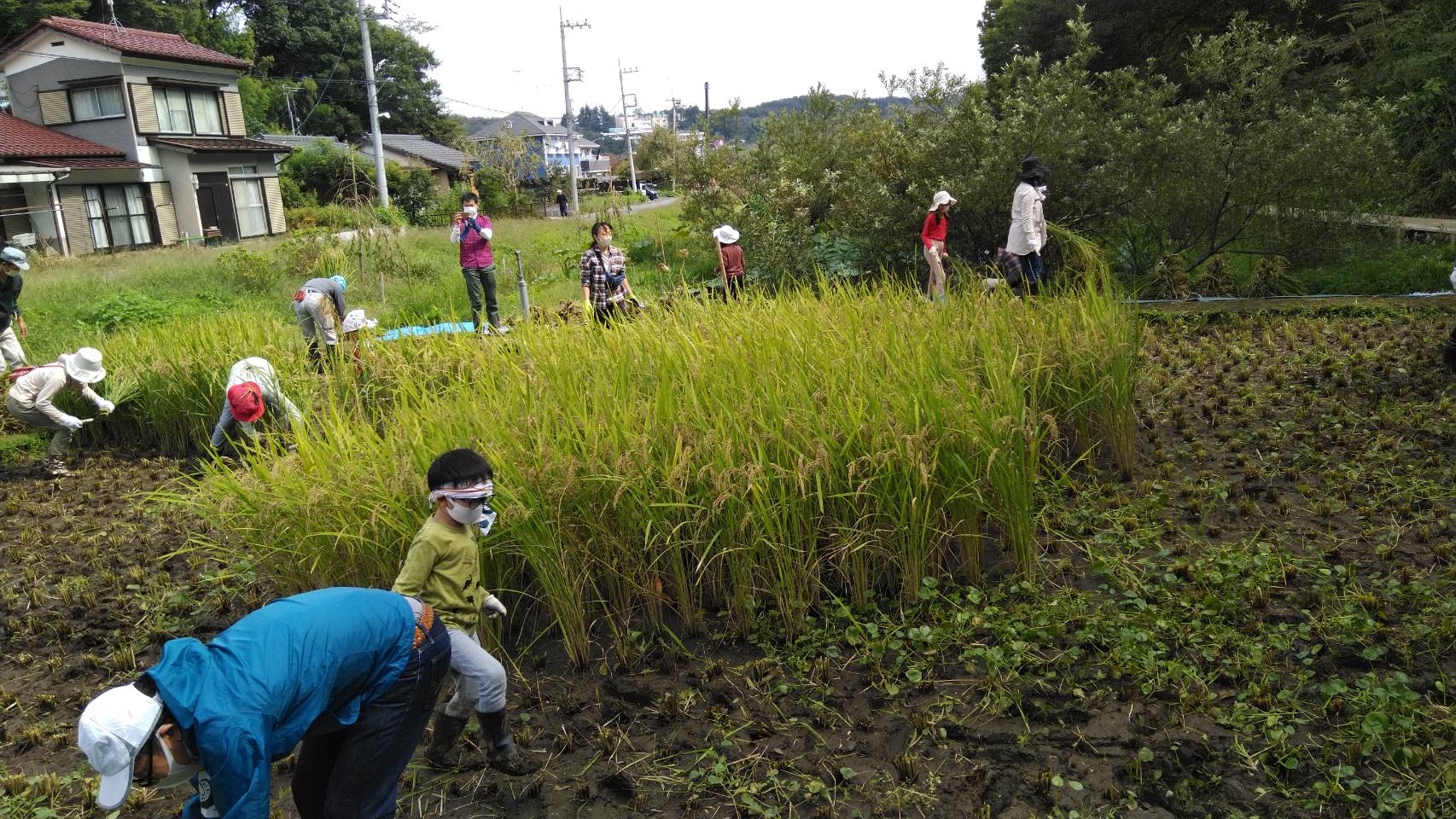 里山へGO 稲刈り